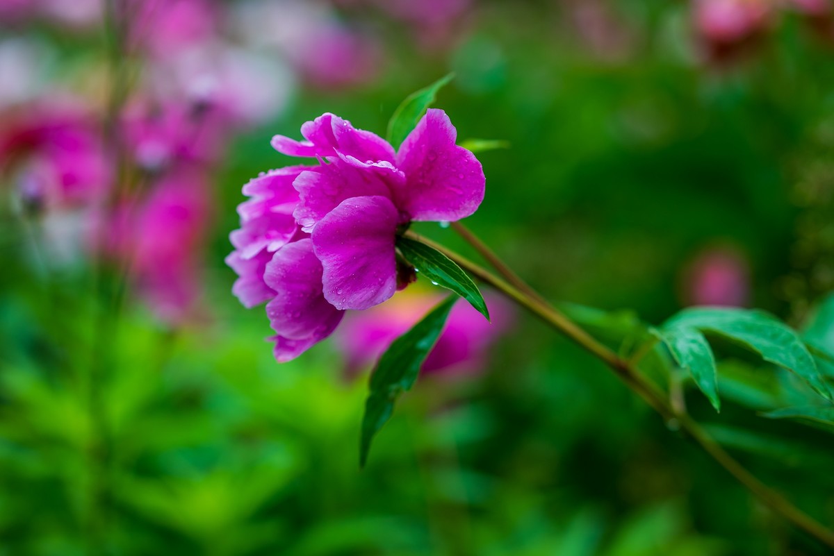 雨中赏花，芍药正当时