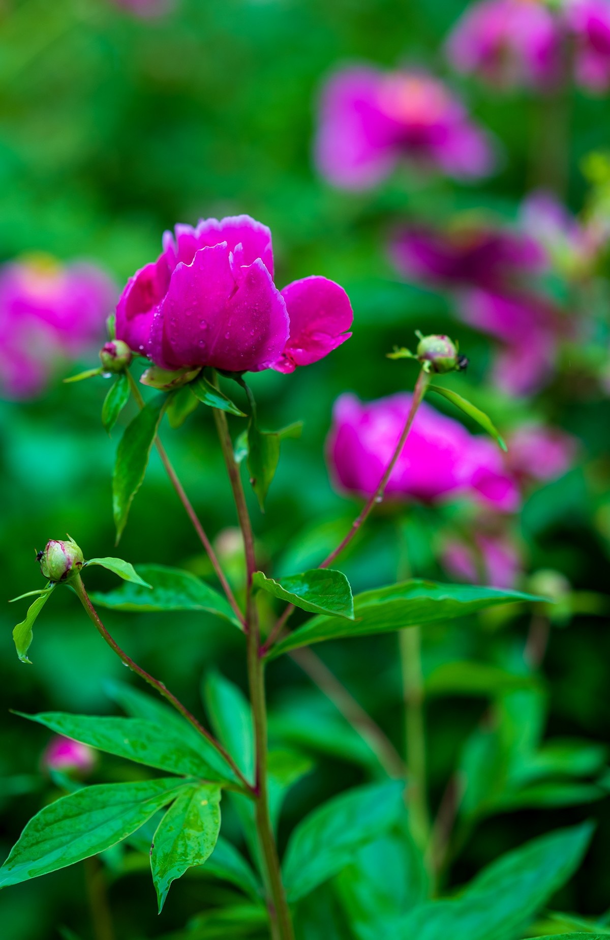 雨中赏花，芍药正当时