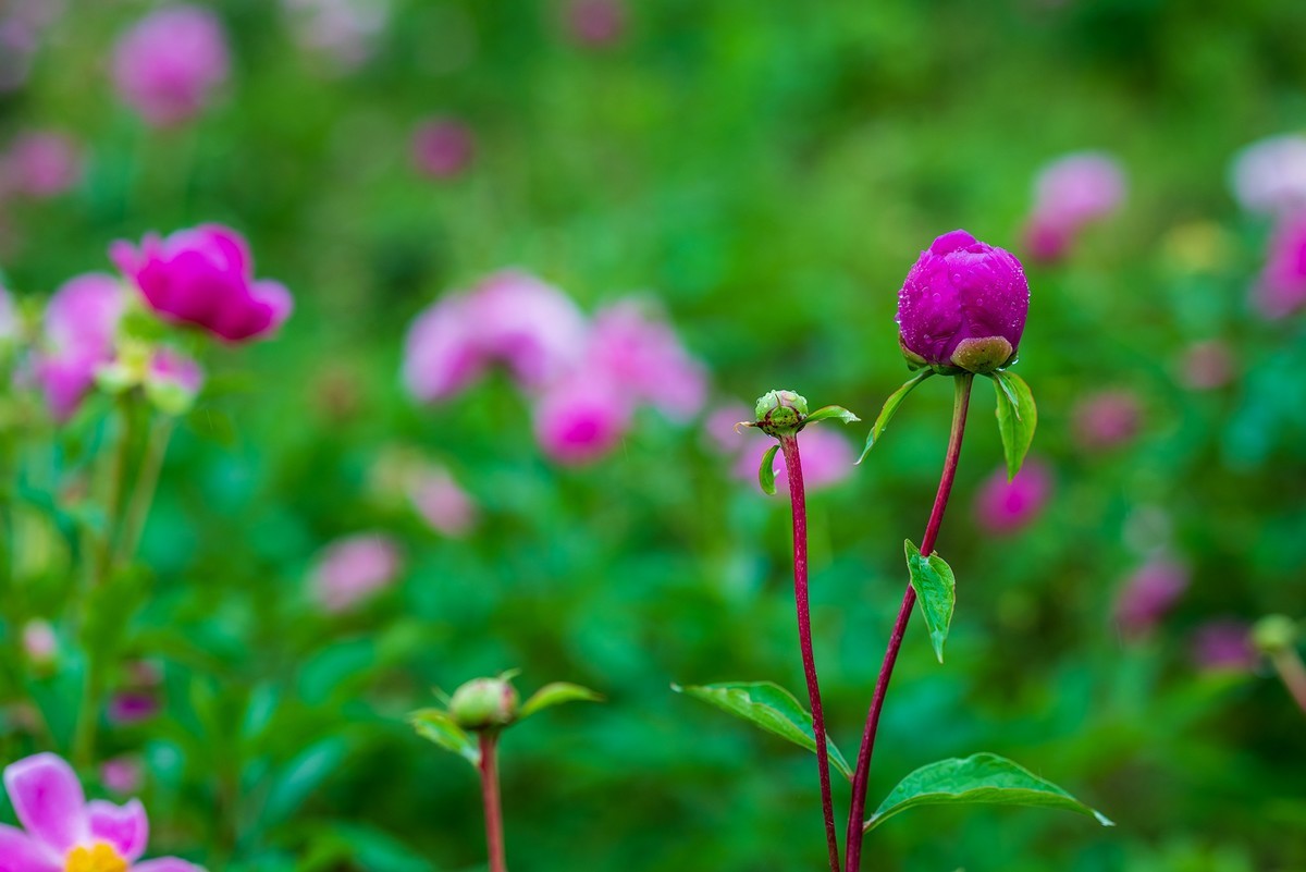 雨中赏花，芍药正当时