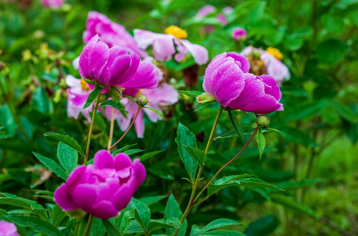 雨中赏花，芍药正当时