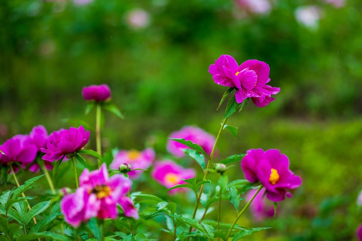 雨中赏花，芍药正当时