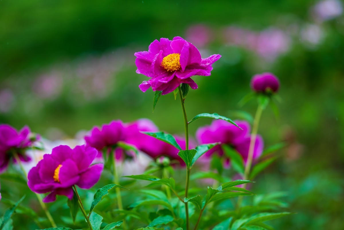 雨中赏花，芍药正当时