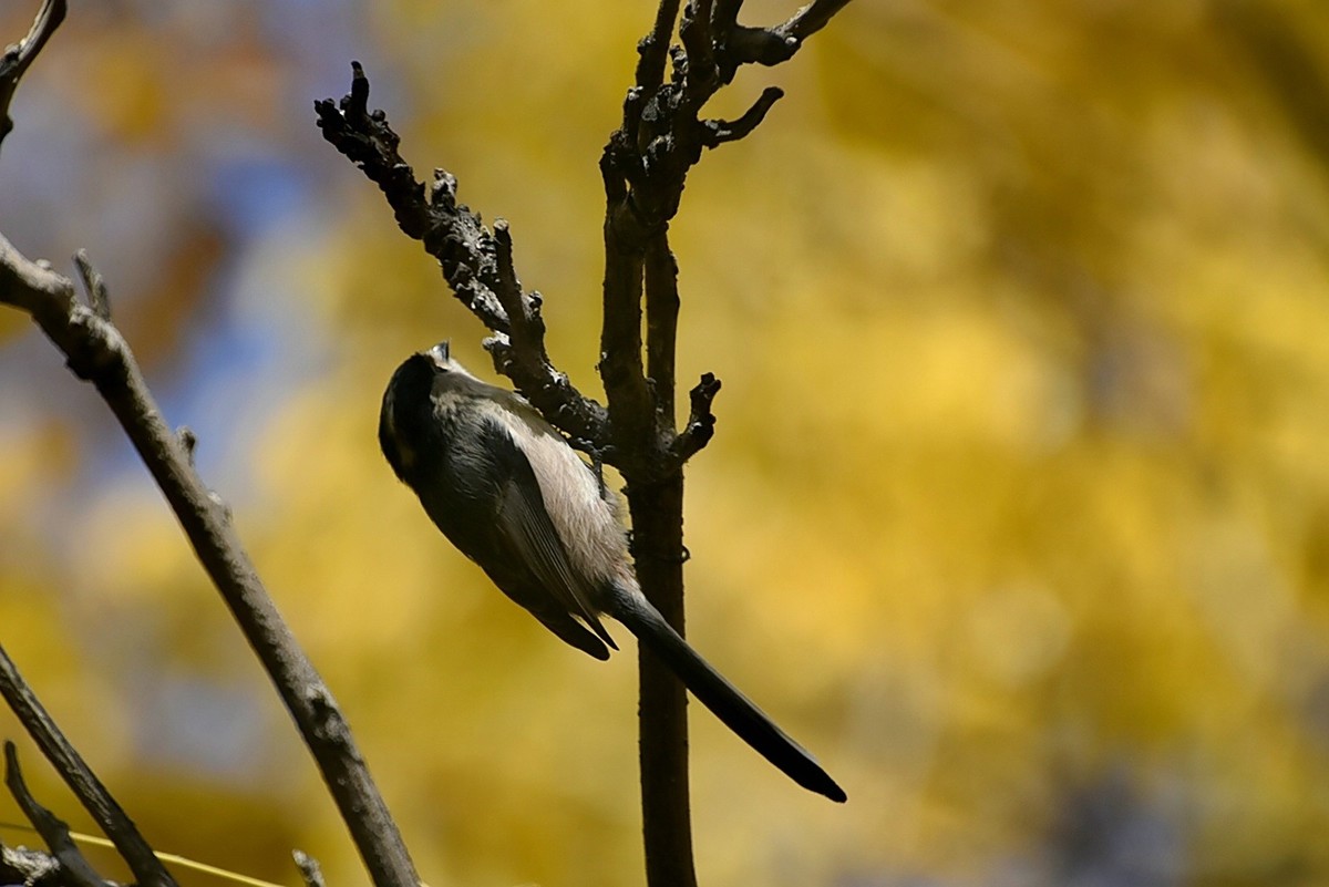 昨天拍到一只小雀