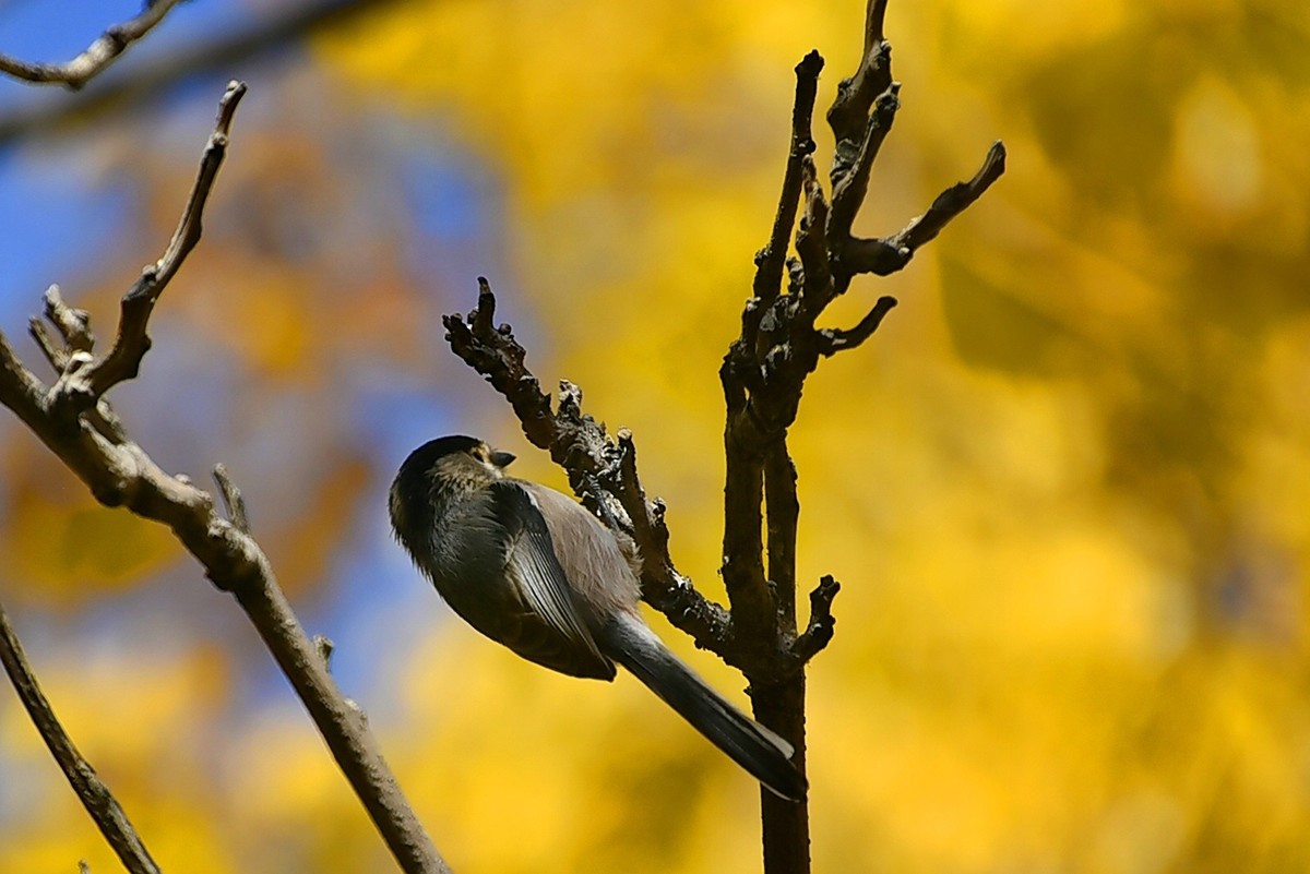 昨天拍到一只小雀