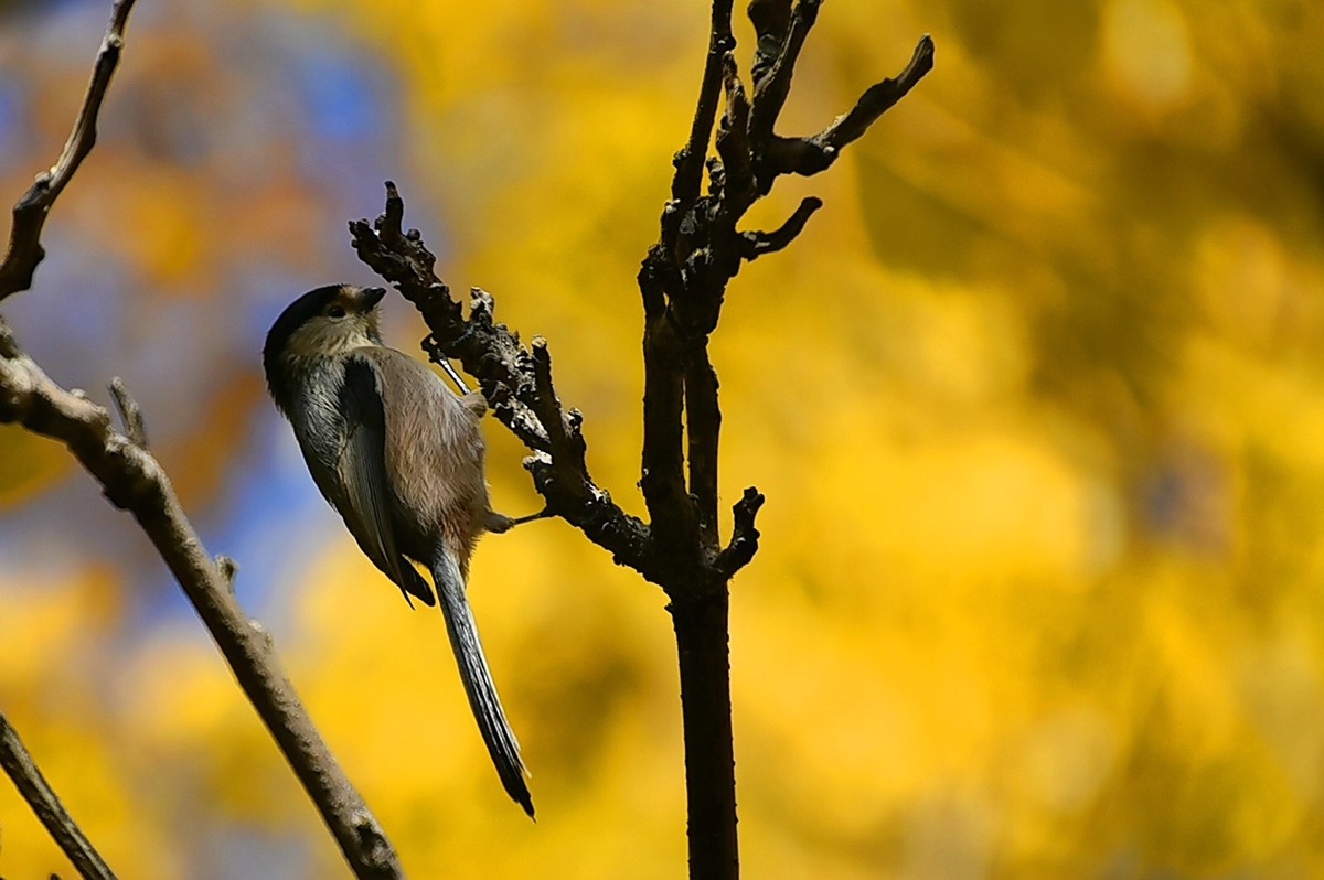 昨天拍到一只小雀
