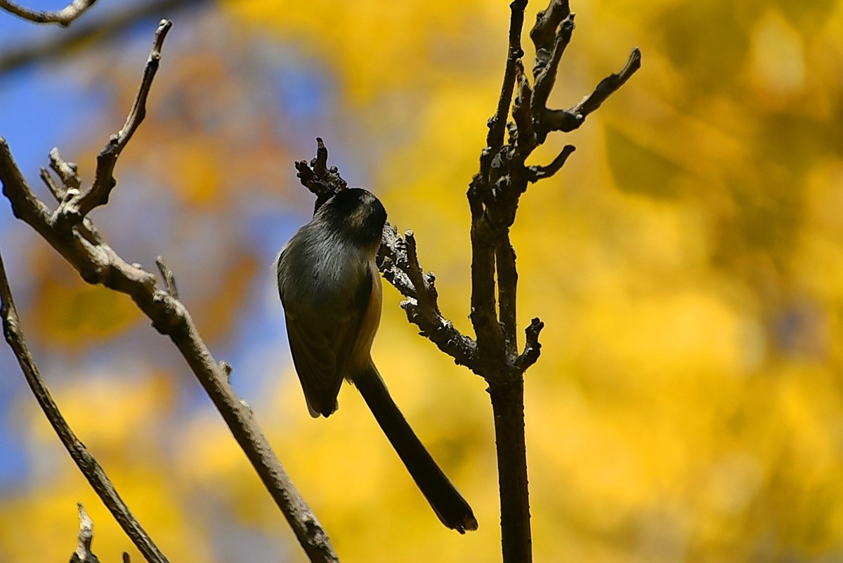 昨天拍到一只小雀