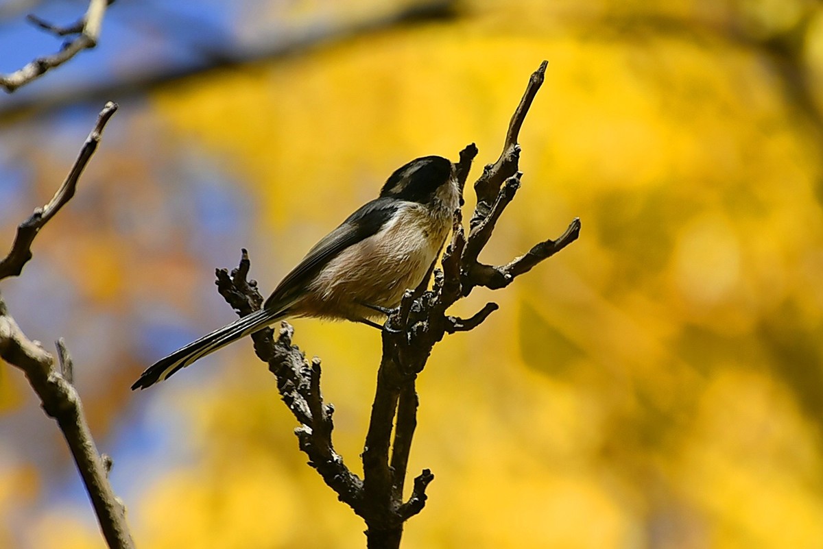 昨天拍到一只小雀