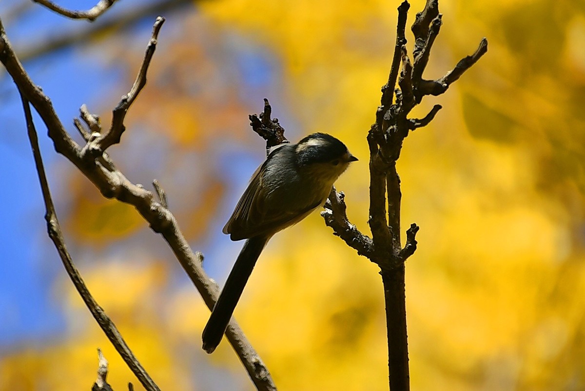 昨天拍到一只小雀