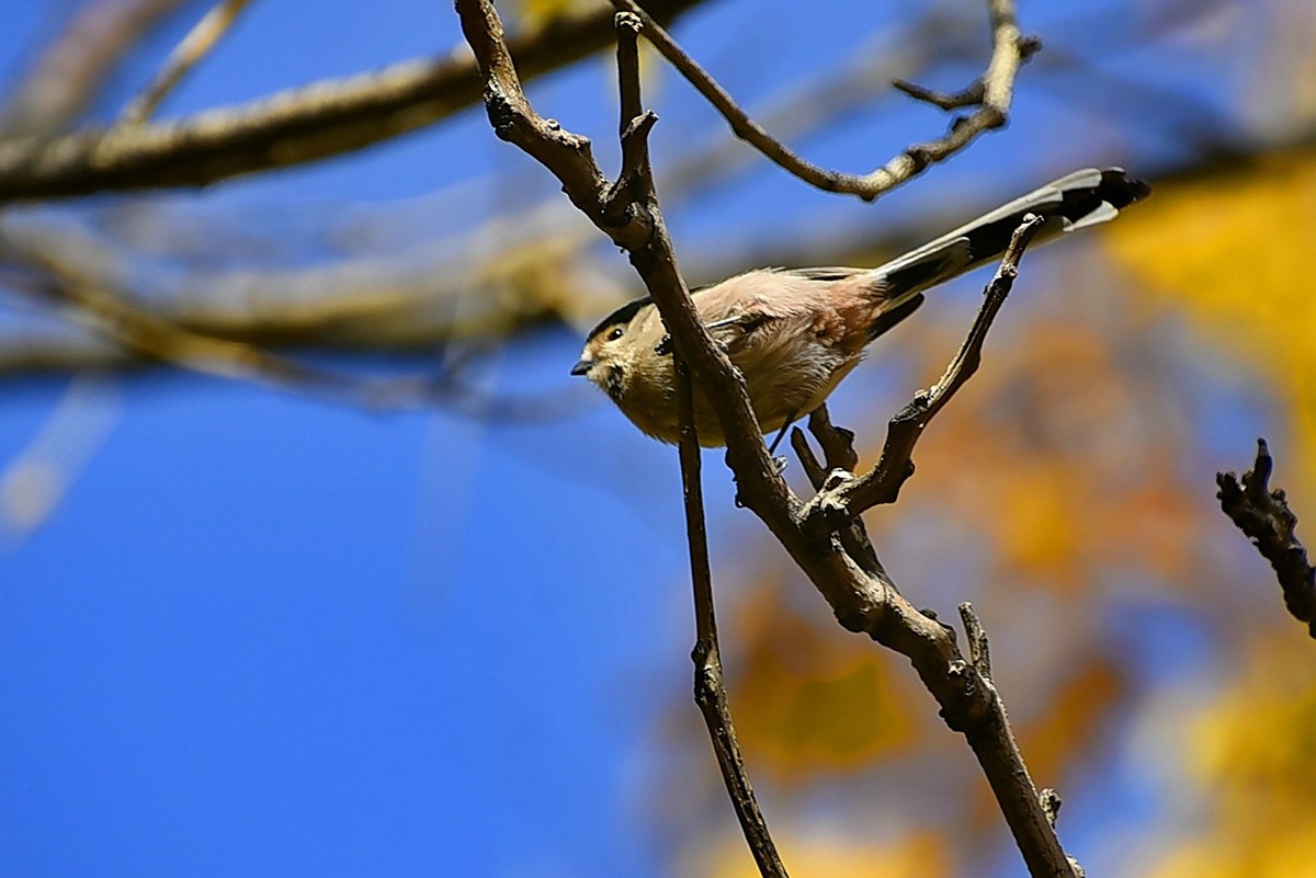 昨天拍到一只小雀