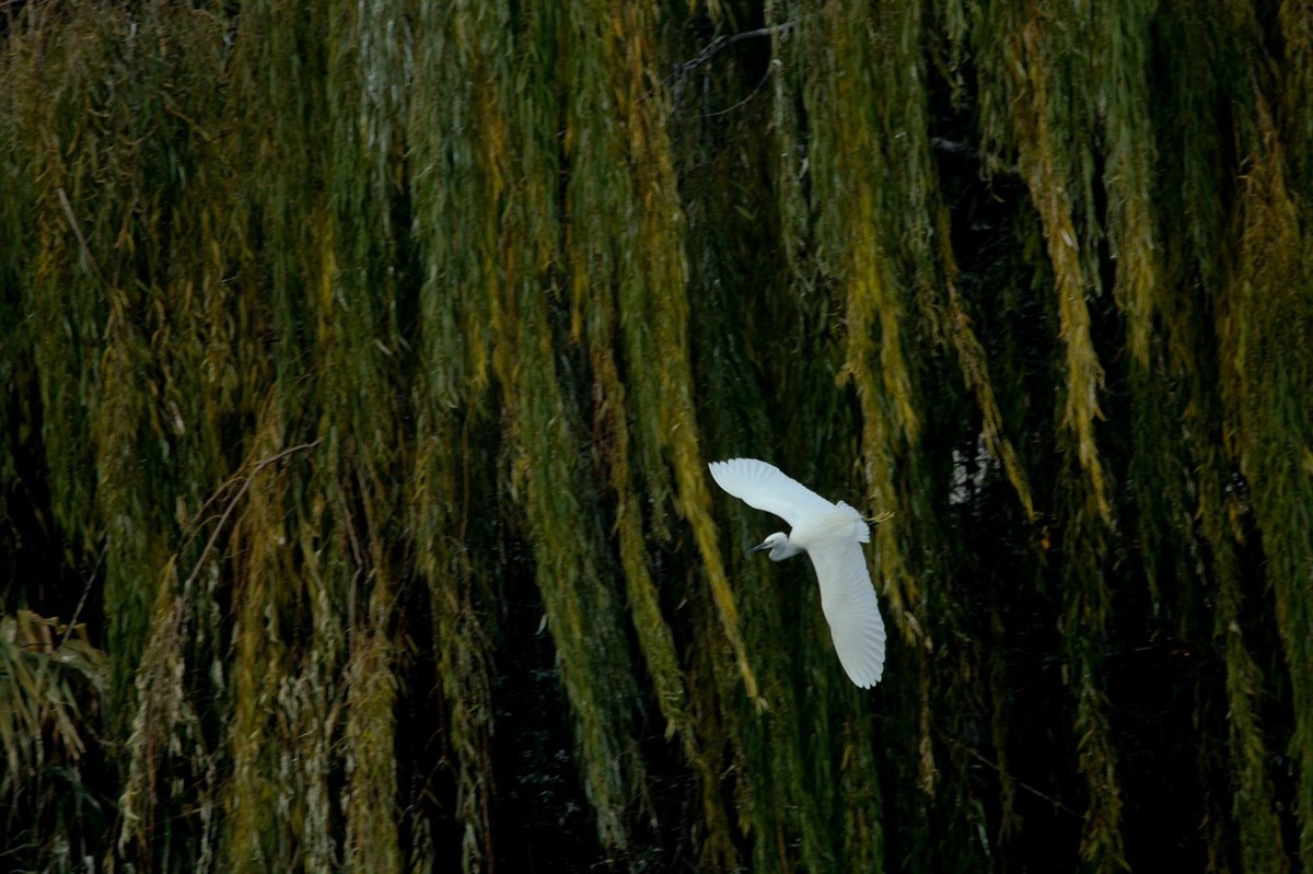 抓拍——打鸟习作