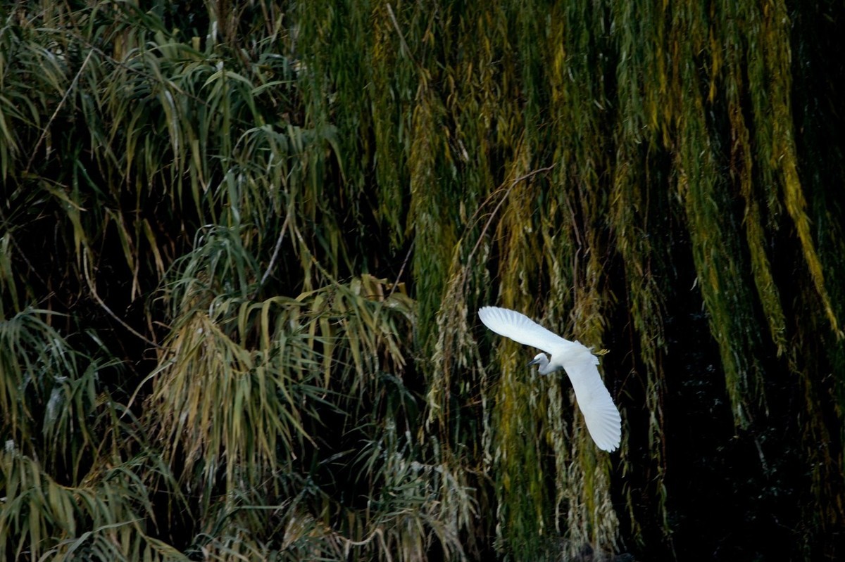 抓拍——打鸟习作