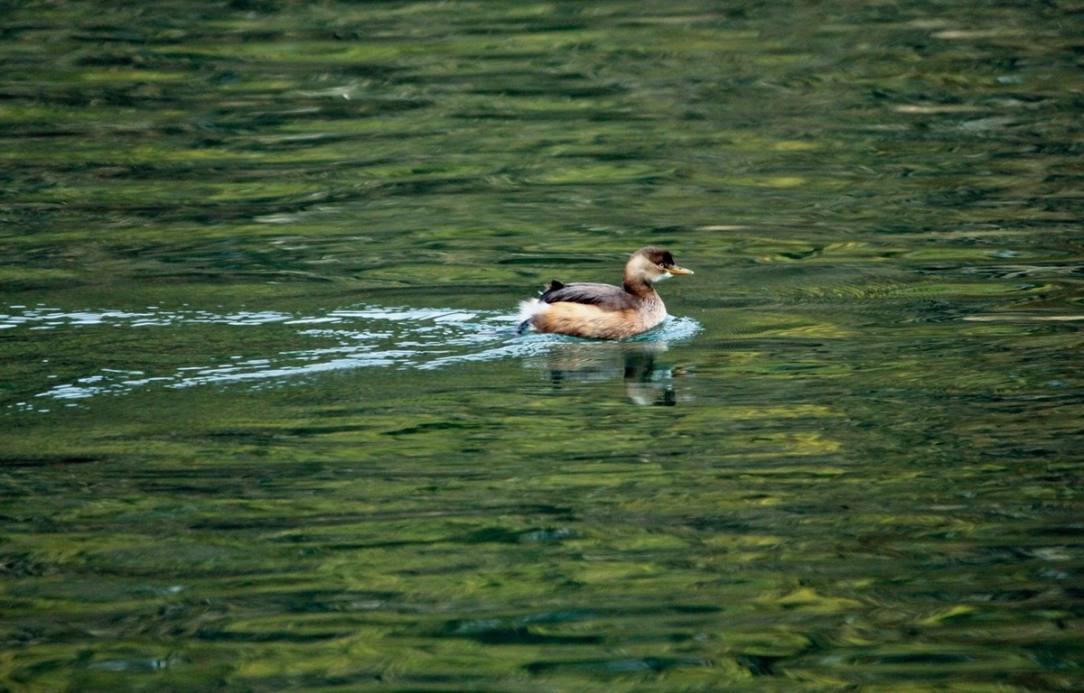 抓拍——打鸟习作