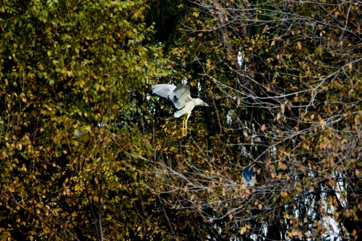 抓拍——打鸟习作