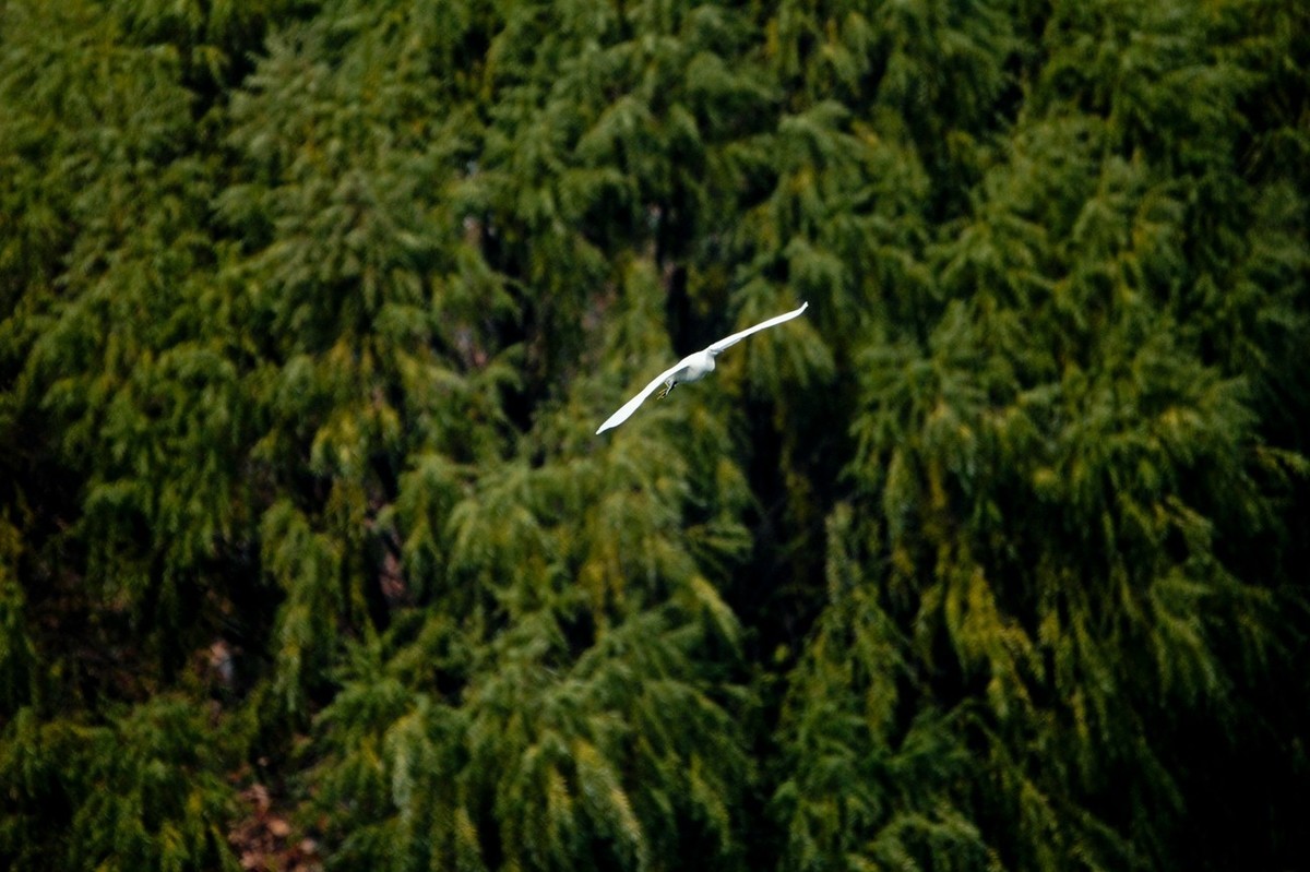 抓拍——打鸟习作