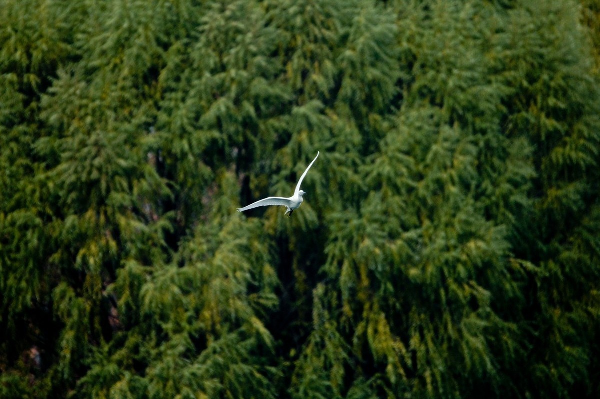 抓拍——打鸟习作