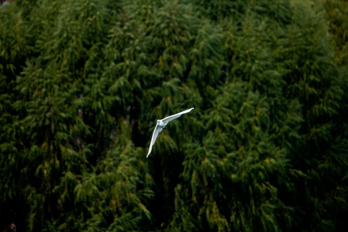 抓拍——打鸟习作