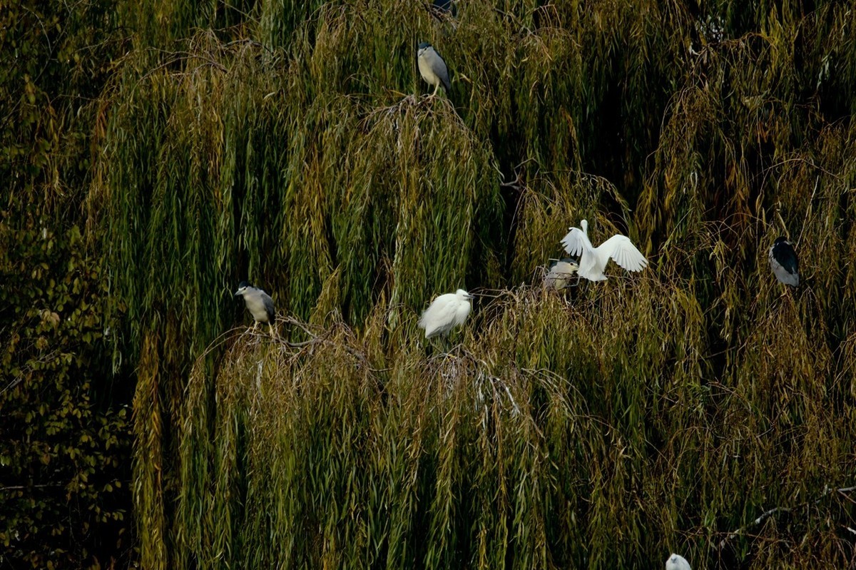 抓拍——打鸟习作