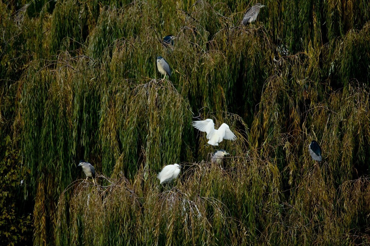 抓拍——打鸟习作