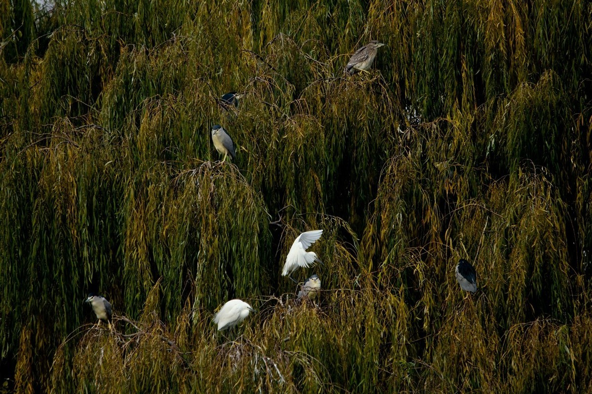 抓拍——打鸟习作