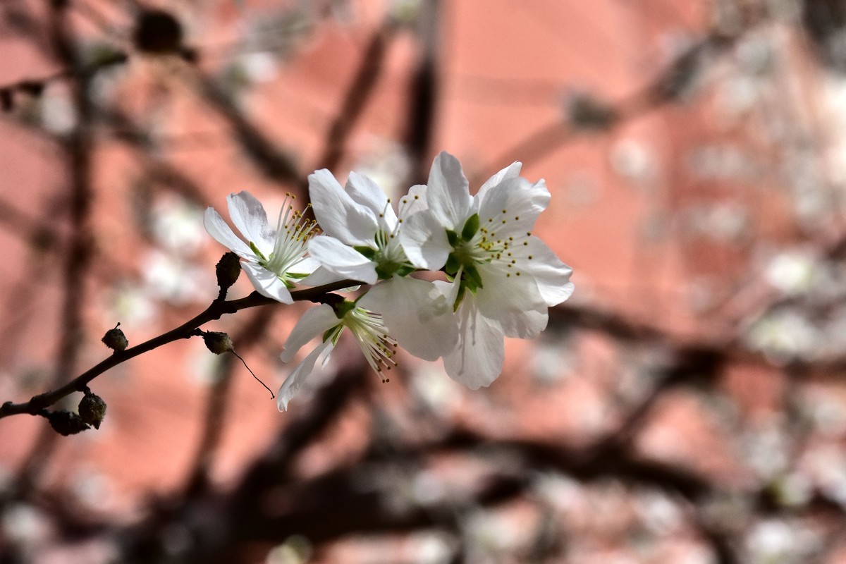 小区野山桃花开了。