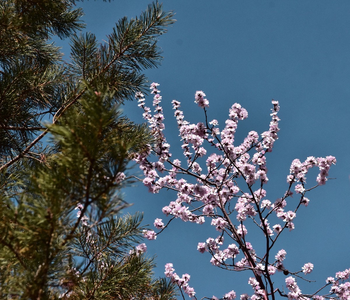 小区野山桃花开了。