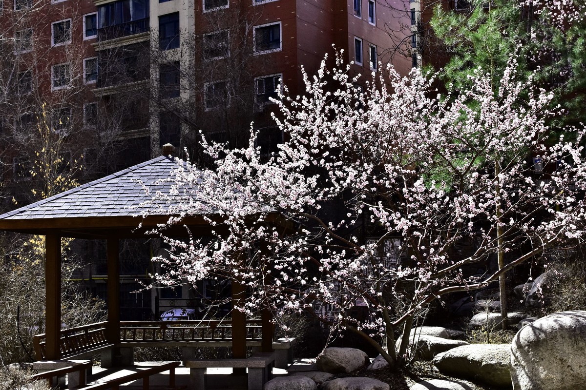 小区野山桃花开了。
