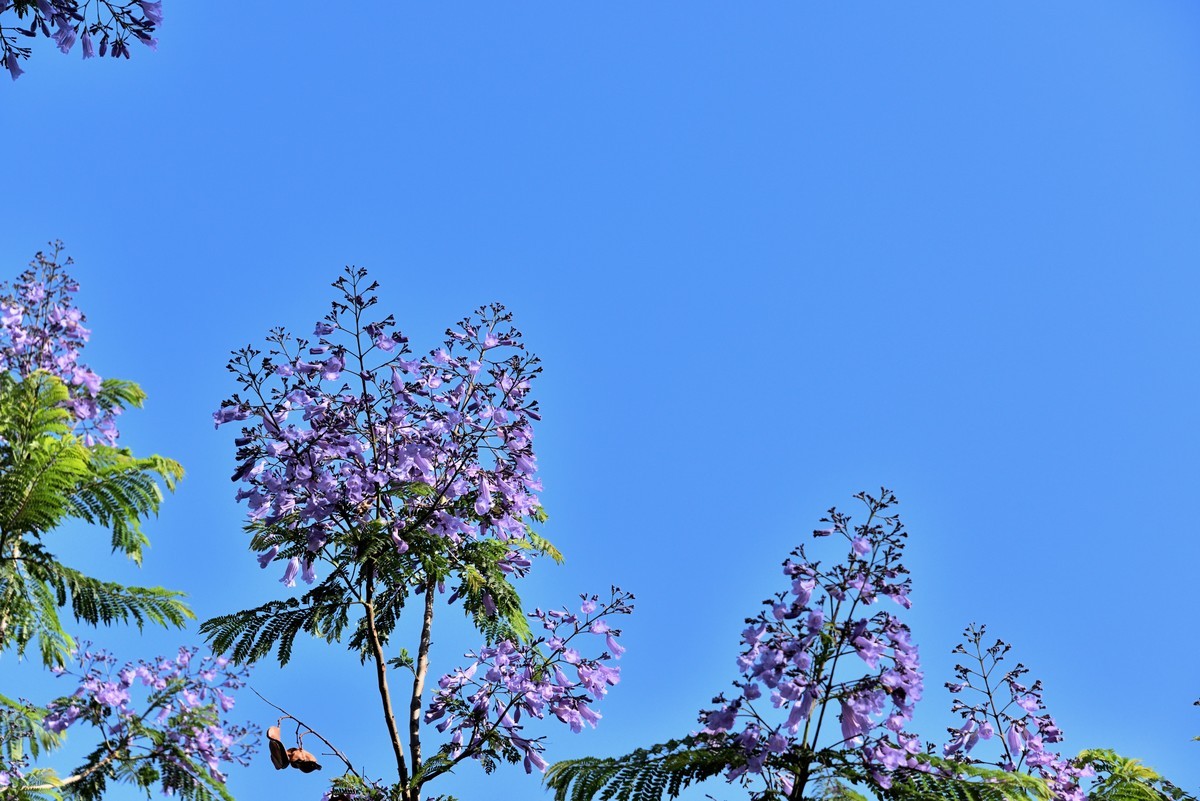 西昌——蓝花楹绽放的日子【4】