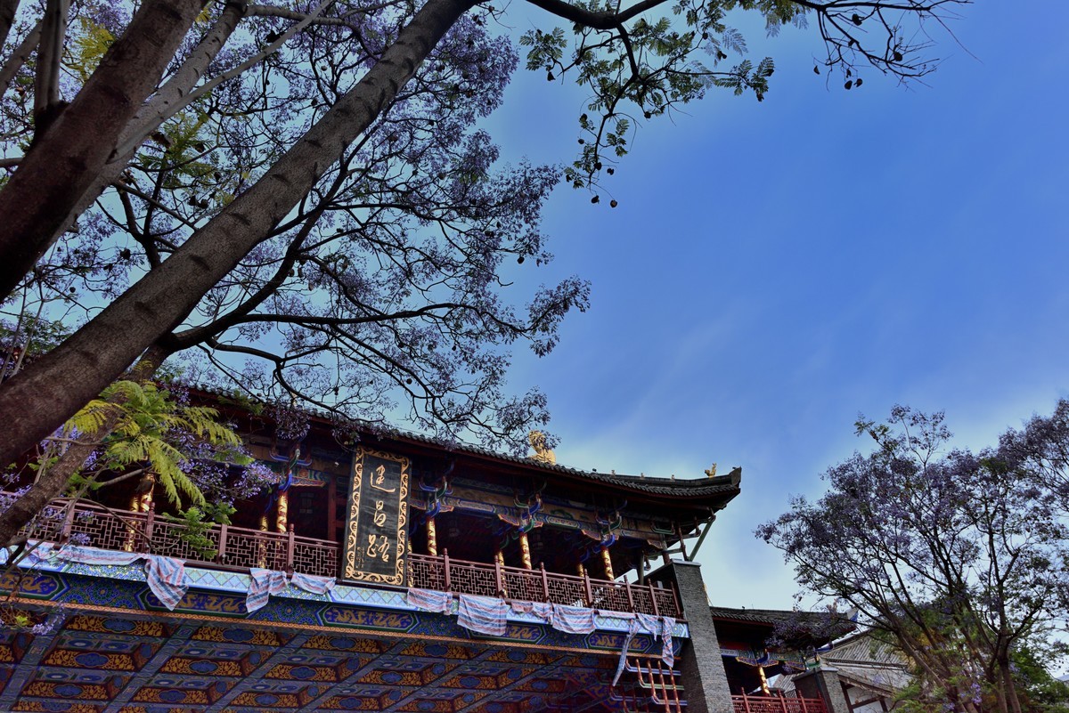 西昌——蓝花楹绽放的日子【4】