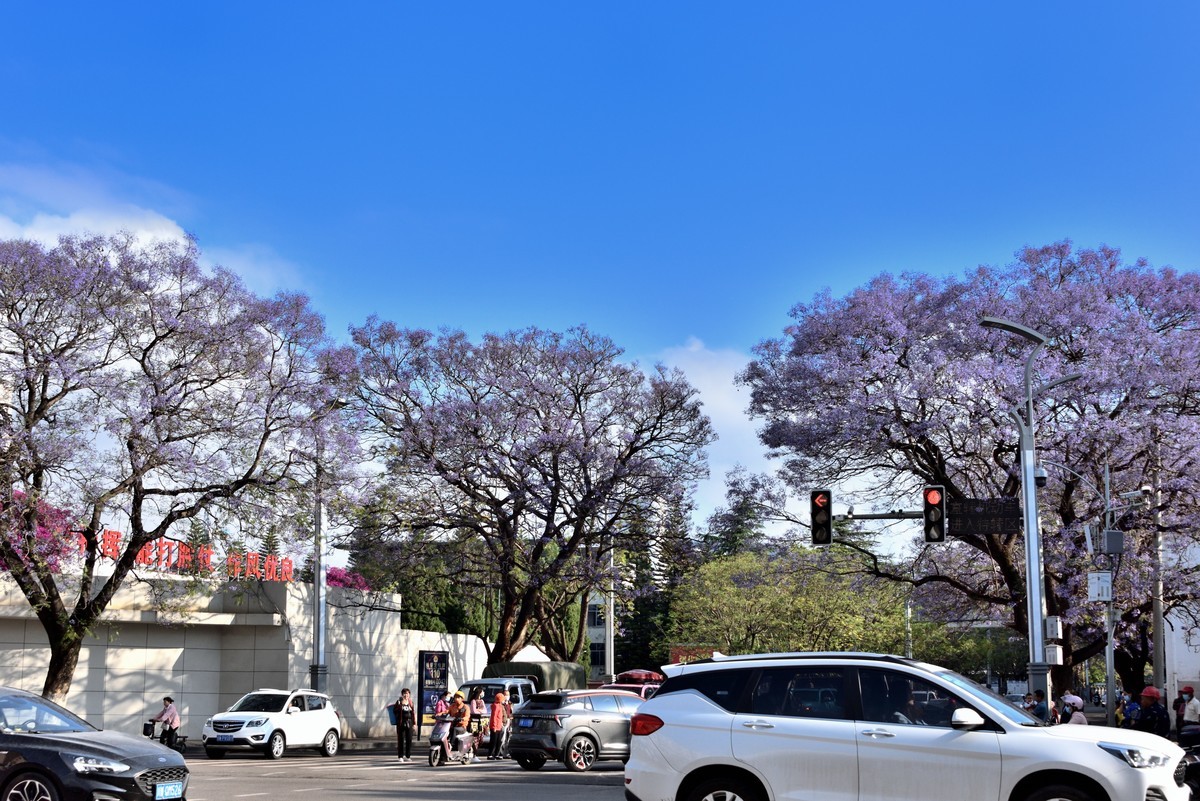 西昌——蓝花楹绽放的日子【4】