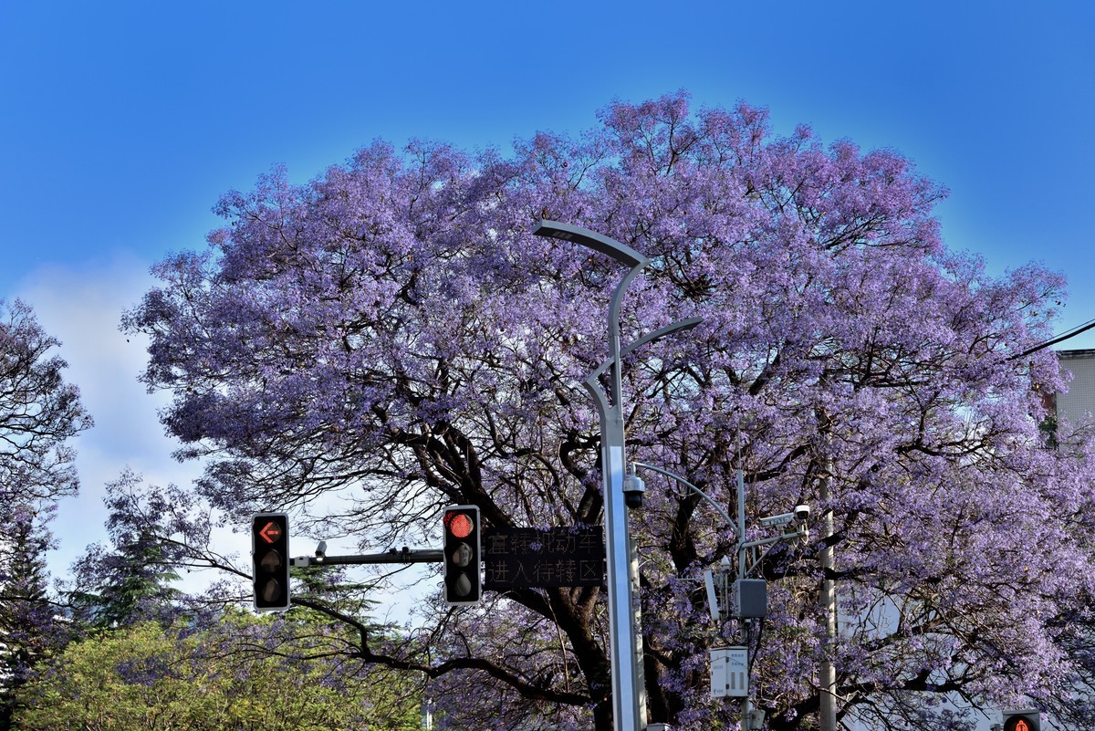 西昌——蓝花楹绽放的日子【4】