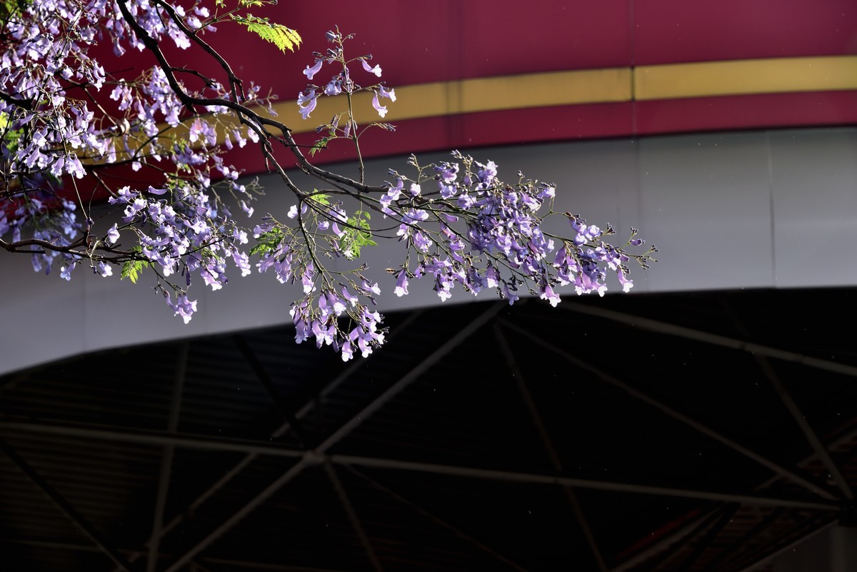 西昌——蓝花楹绽放的日子【4】