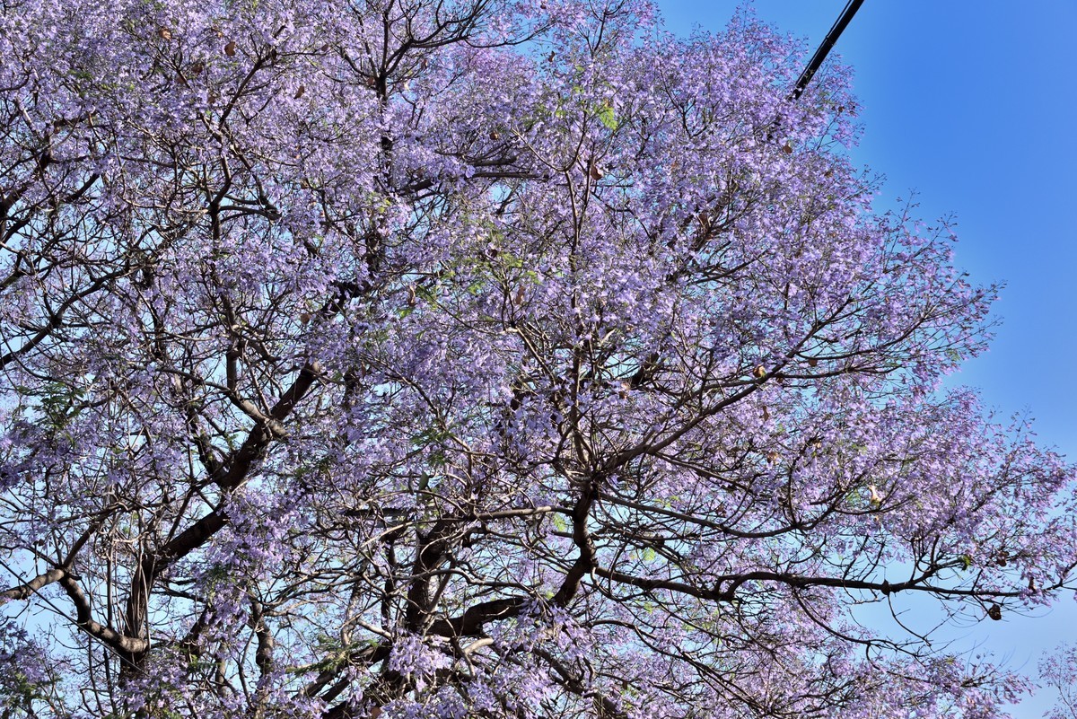 西昌——蓝花楹绽放的日子【4】
