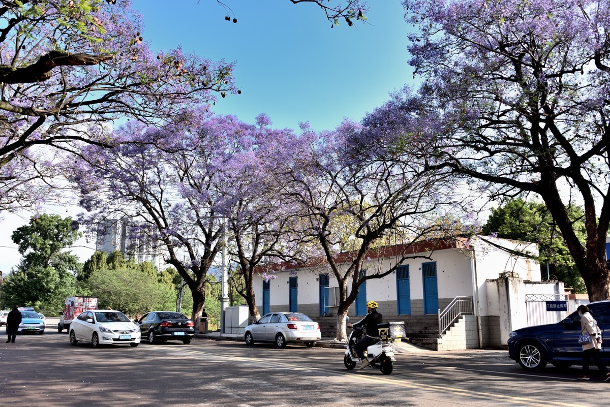 西昌——蓝花楹绽放的日子【4】