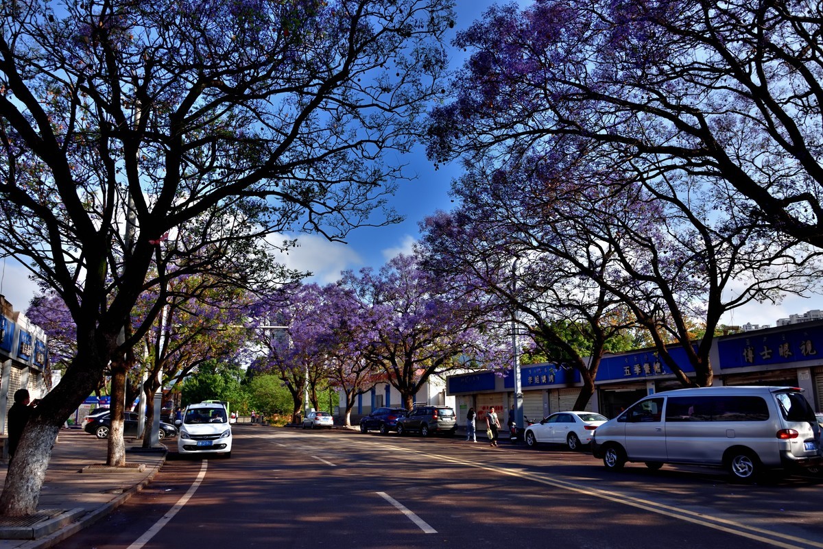 西昌——蓝花楹绽放的日子【4】