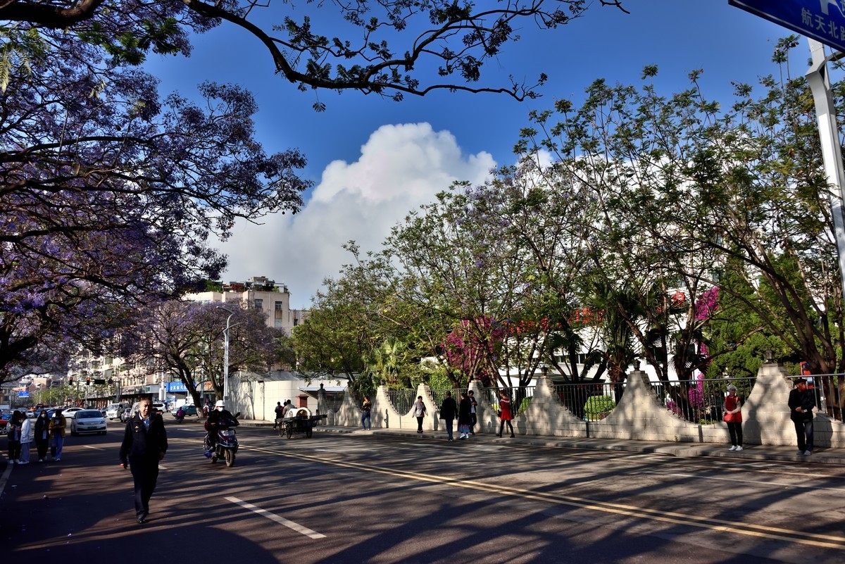 西昌——蓝花楹绽放的日子【4】