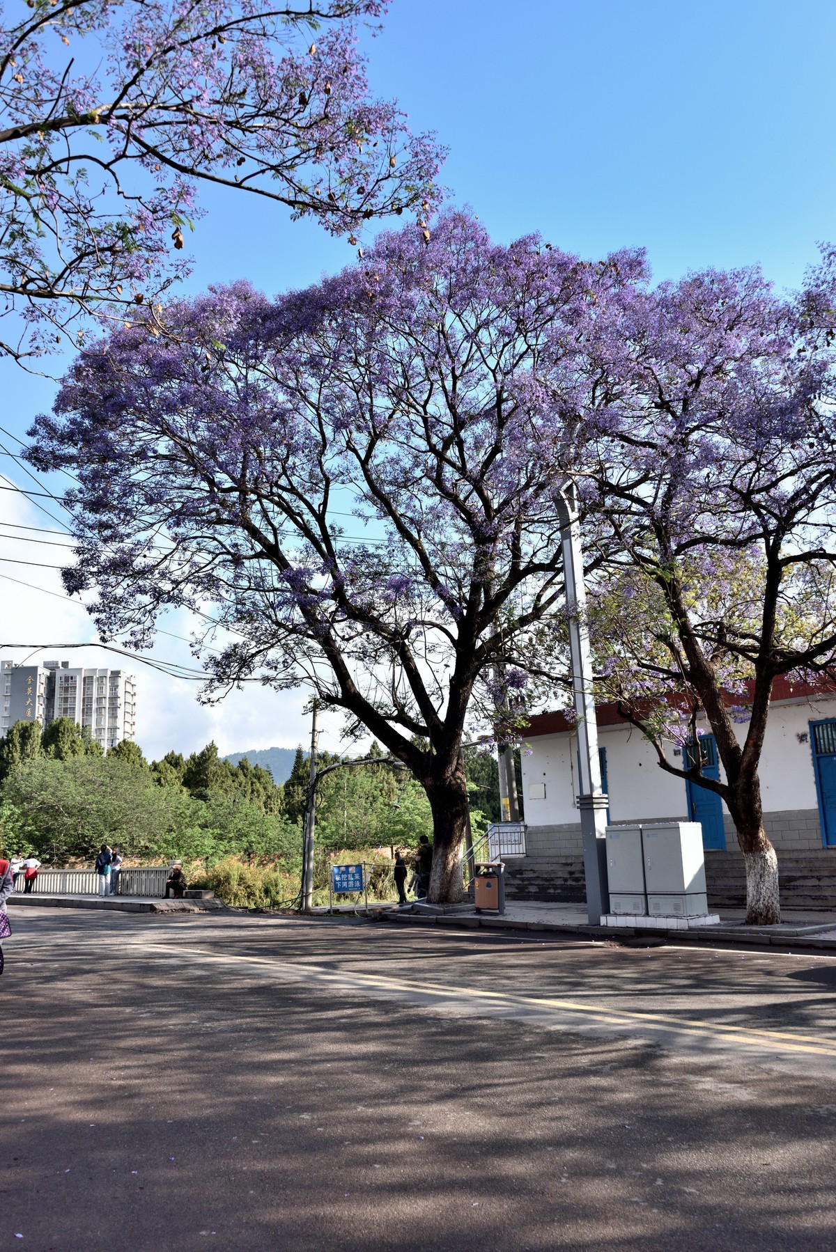 西昌——蓝花楹绽放的日子【4】