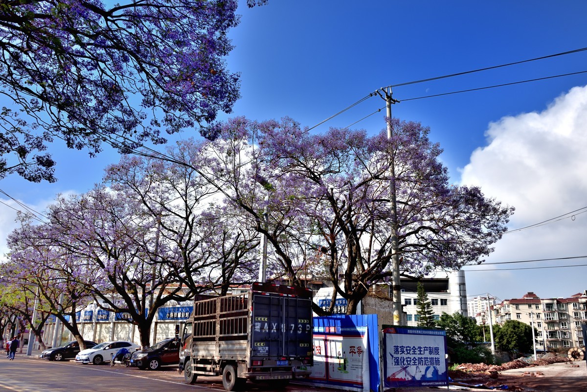 西昌——蓝花楹绽放的日子【4】