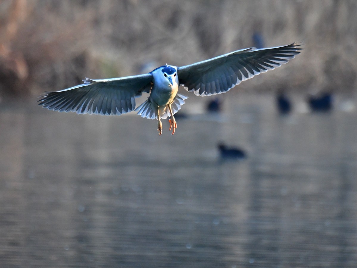 【视觉光影】明 湖 夜 鹭 （20）