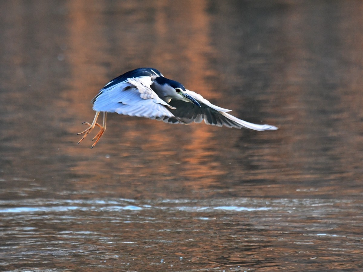 【视觉光影】明 湖 夜 鹭 （20）