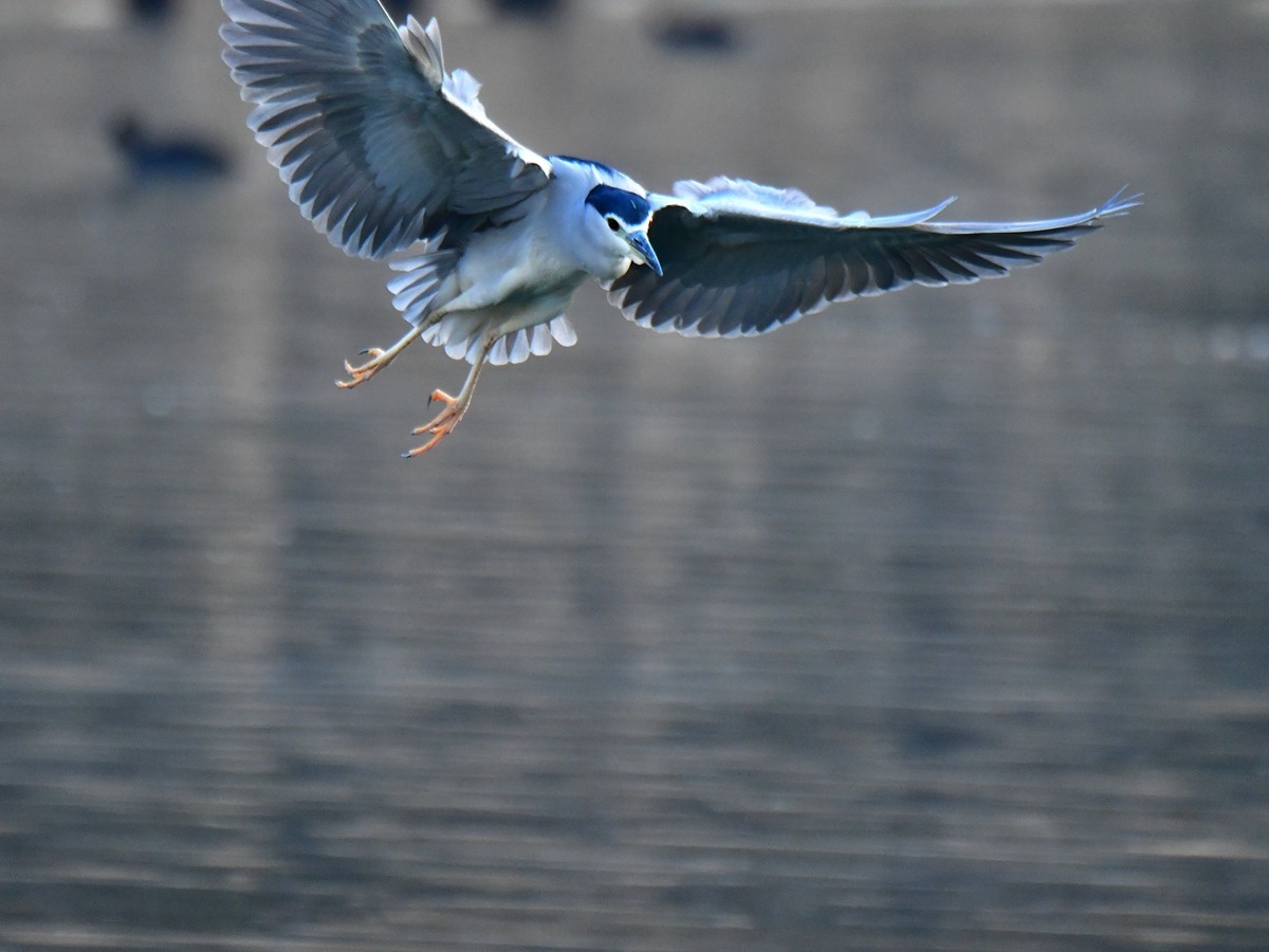 【视觉光影】明 湖 夜 鹭 （20）