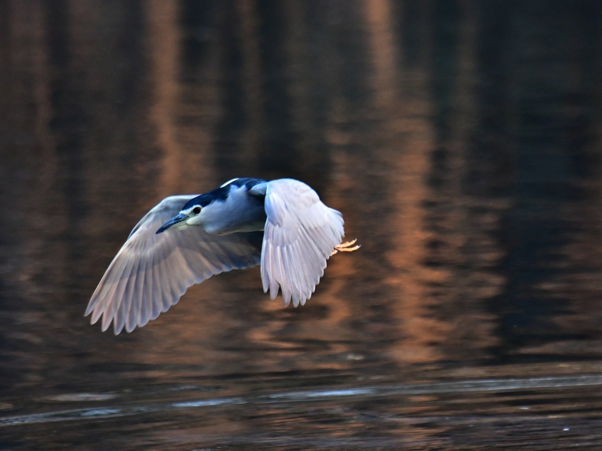 【视觉光影】明 湖 夜 鹭 （20）