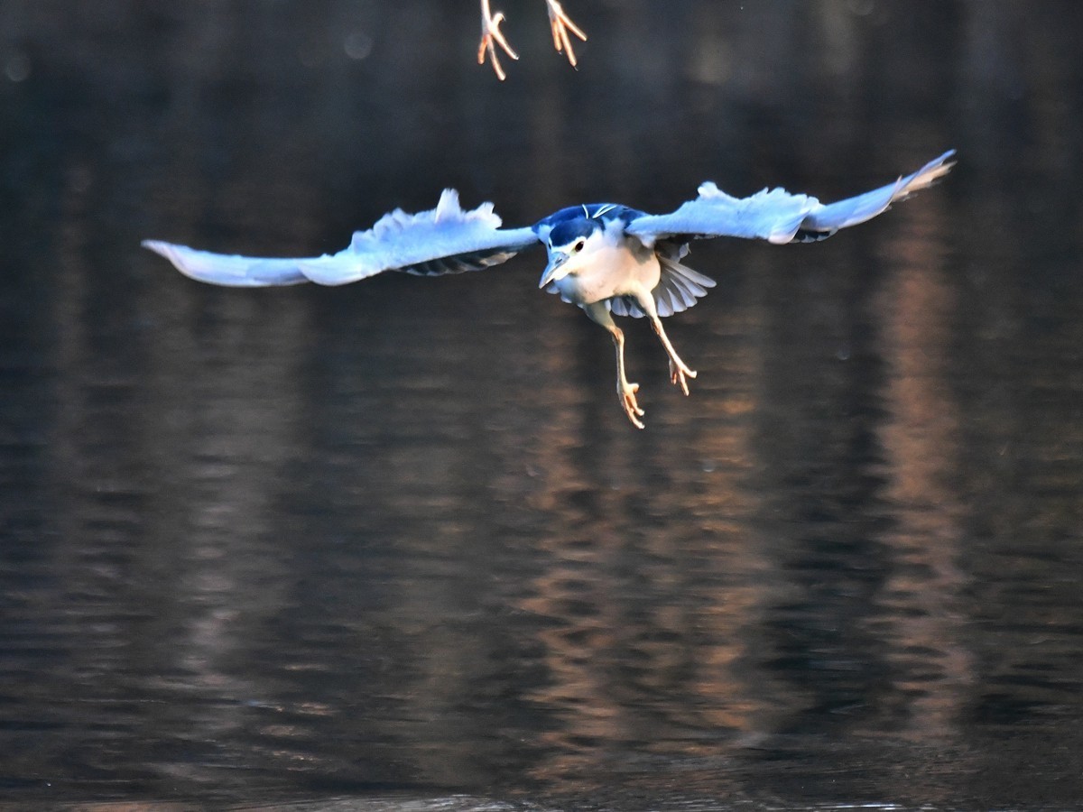 【视觉光影】明 湖 夜 鹭 （20）