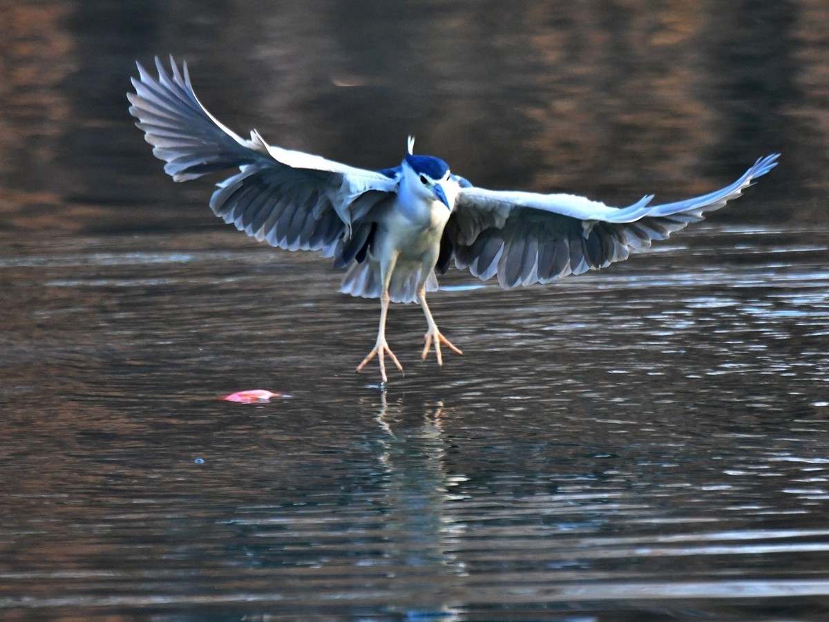 【视觉光影】明 湖 夜 鹭 （20）