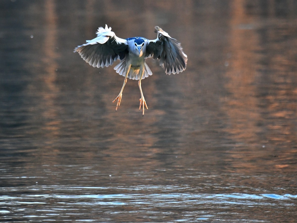 【视觉光影】明 湖 夜 鹭 （20）