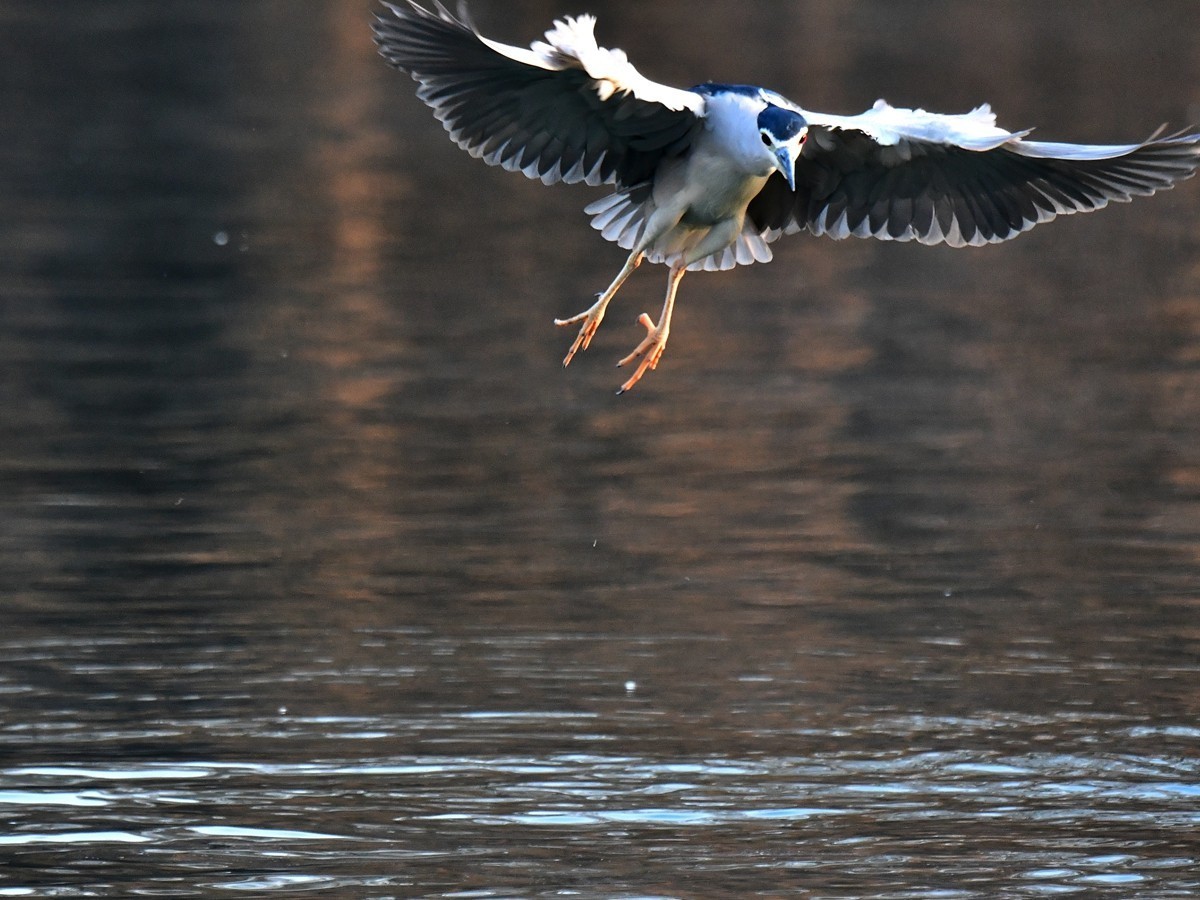 【视觉光影】明 湖 夜 鹭 （20）