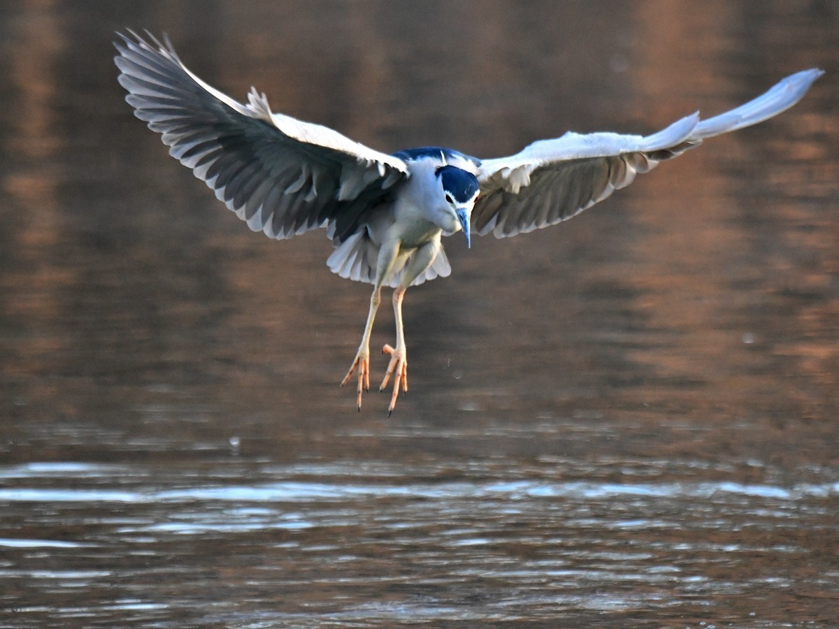 【视觉光影】明 湖 夜 鹭 （20）