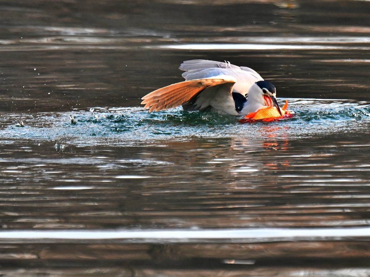 【视觉光影】明 湖 夜 鹭 （20）