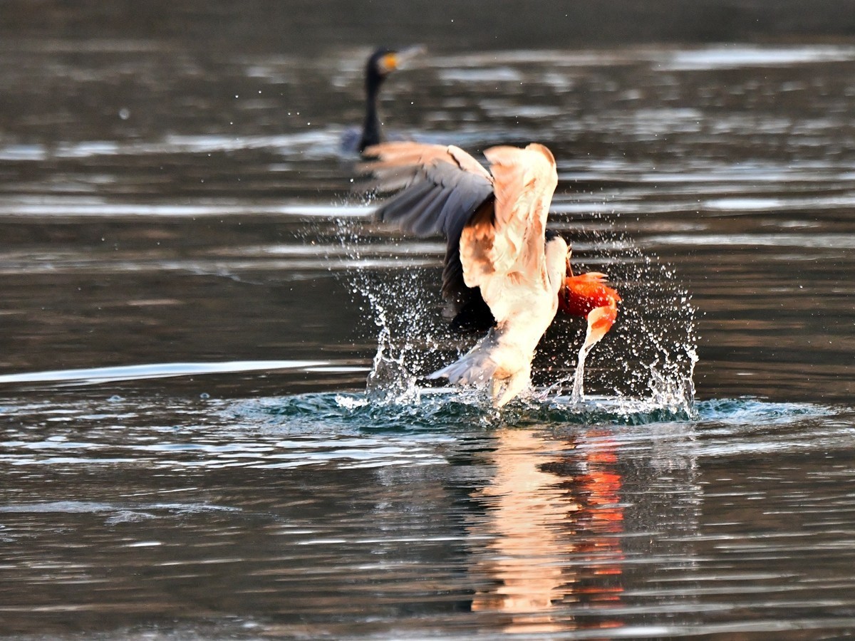 【视觉光影】明 湖 夜 鹭 （20）