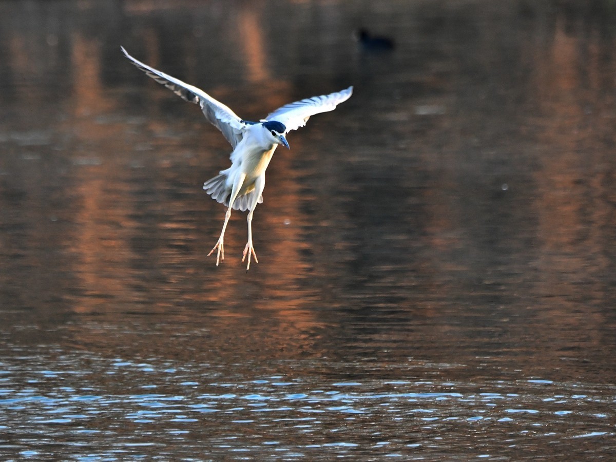 【视觉光影】明 湖 夜 鹭 （20）