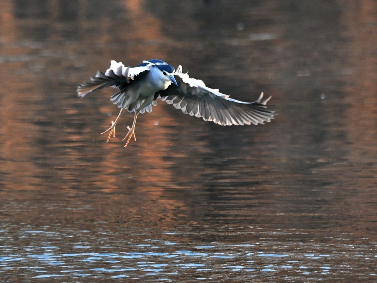 【视觉光影】明 湖 夜 鹭 （20）